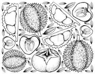 320x249 Hand Drawn Sketch Of Durian Isolated, Black And White Cartoon