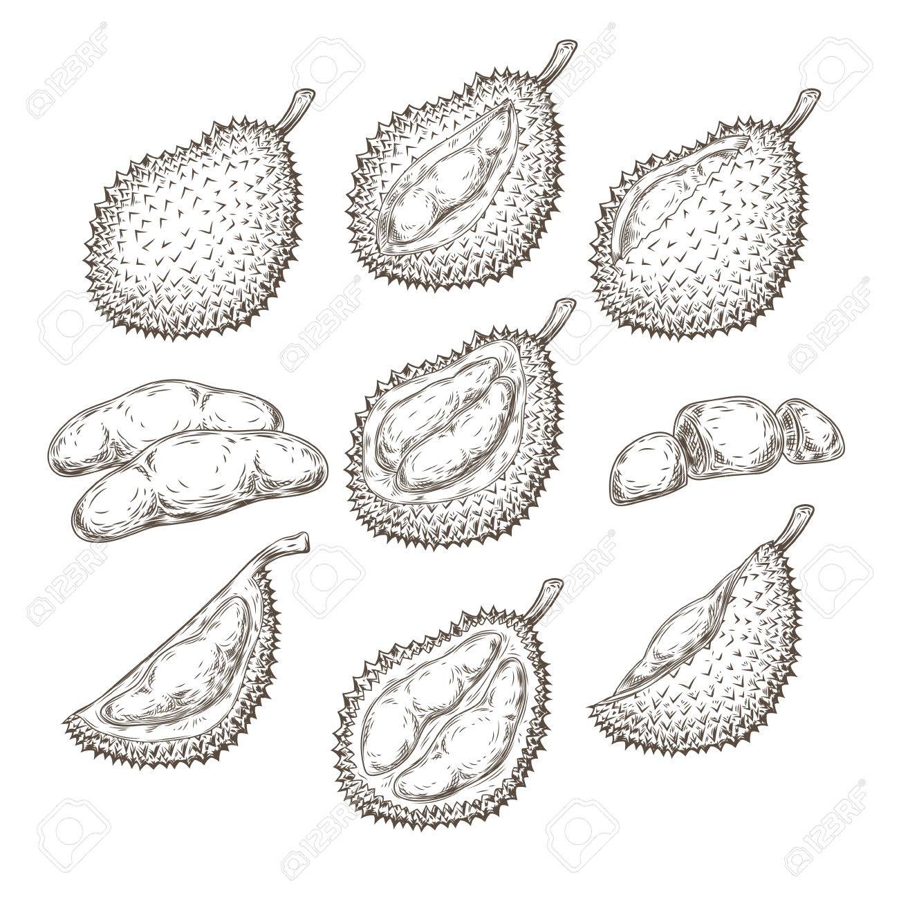 1300x1300 Set Of Vector Illustrations, Icons Of A Durian Fruit Whole