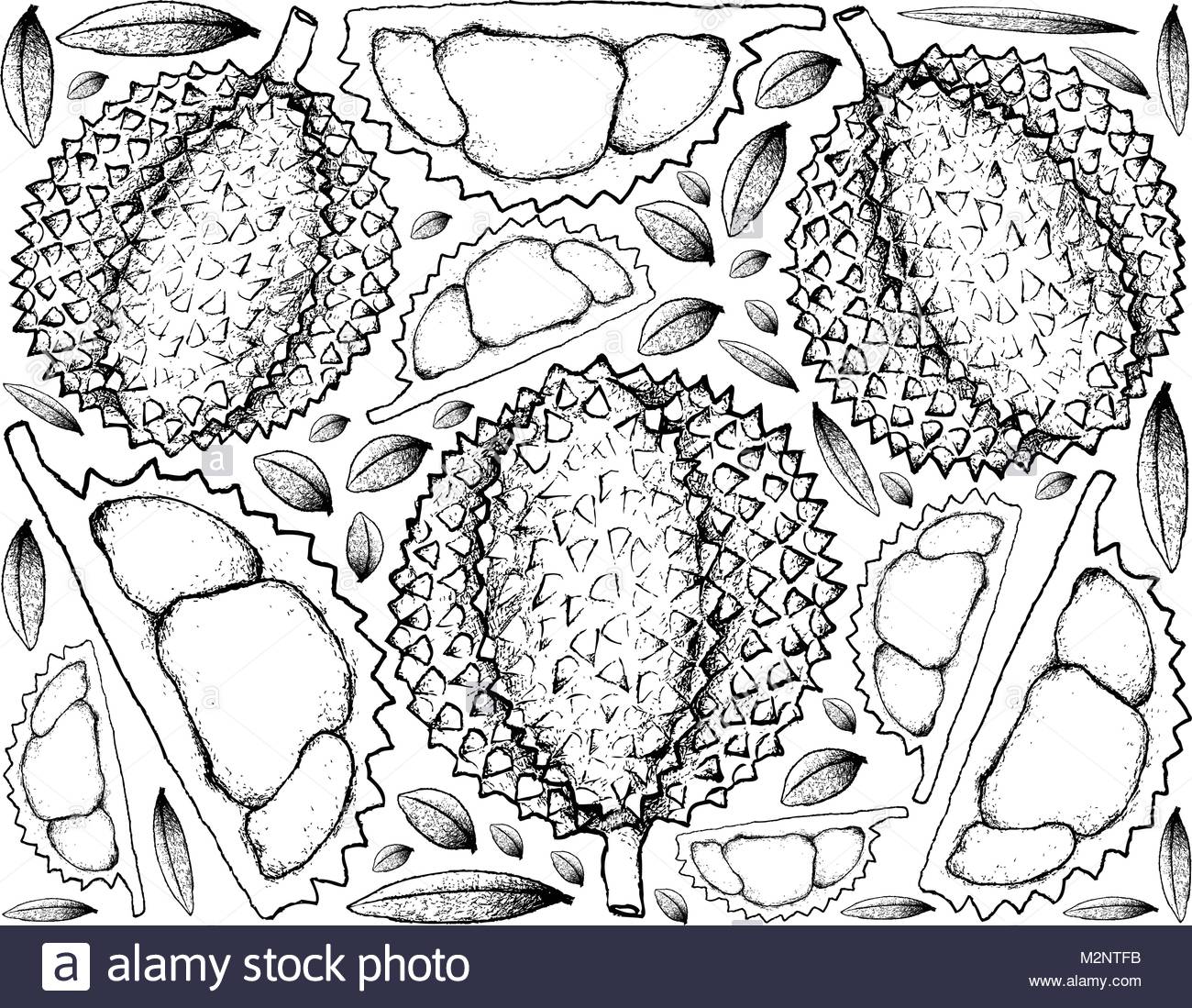 1300x1099 Tropical Fruit, Illustration Background Hand Drawn Sketch