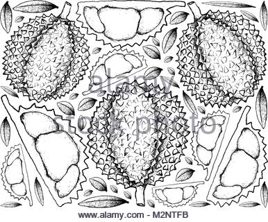 386x320 Durian Isolated In White Background. The King Of Fruits Stock