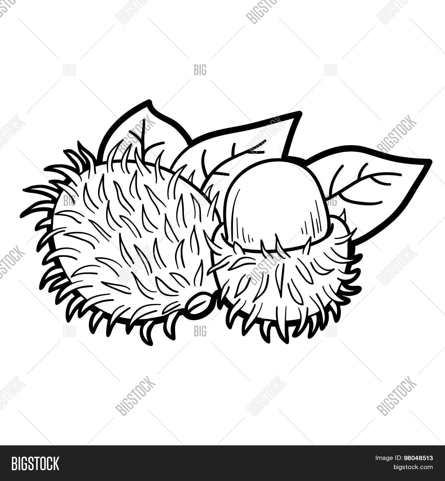 1500x1620 Coloring Book Game Fruits Vector Amp Photo Bigstock