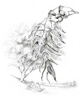 267x327 On Drawing Trees And Nature