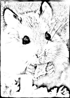 236x330 How To Draw A Dwarf Hamster Drawing Tutorial Z) Coloring