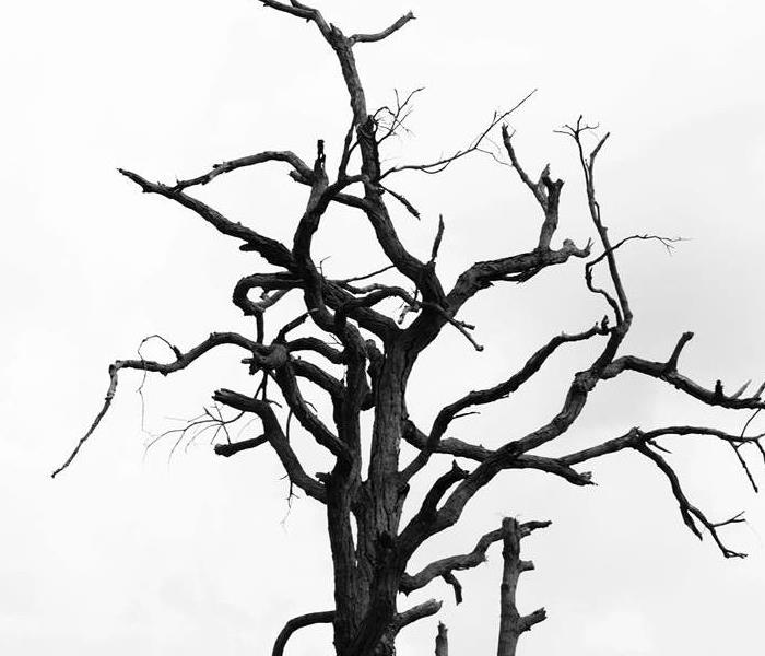 700x600 How Do You Know If Your Tree Is Dying Servpro Of Brunswick