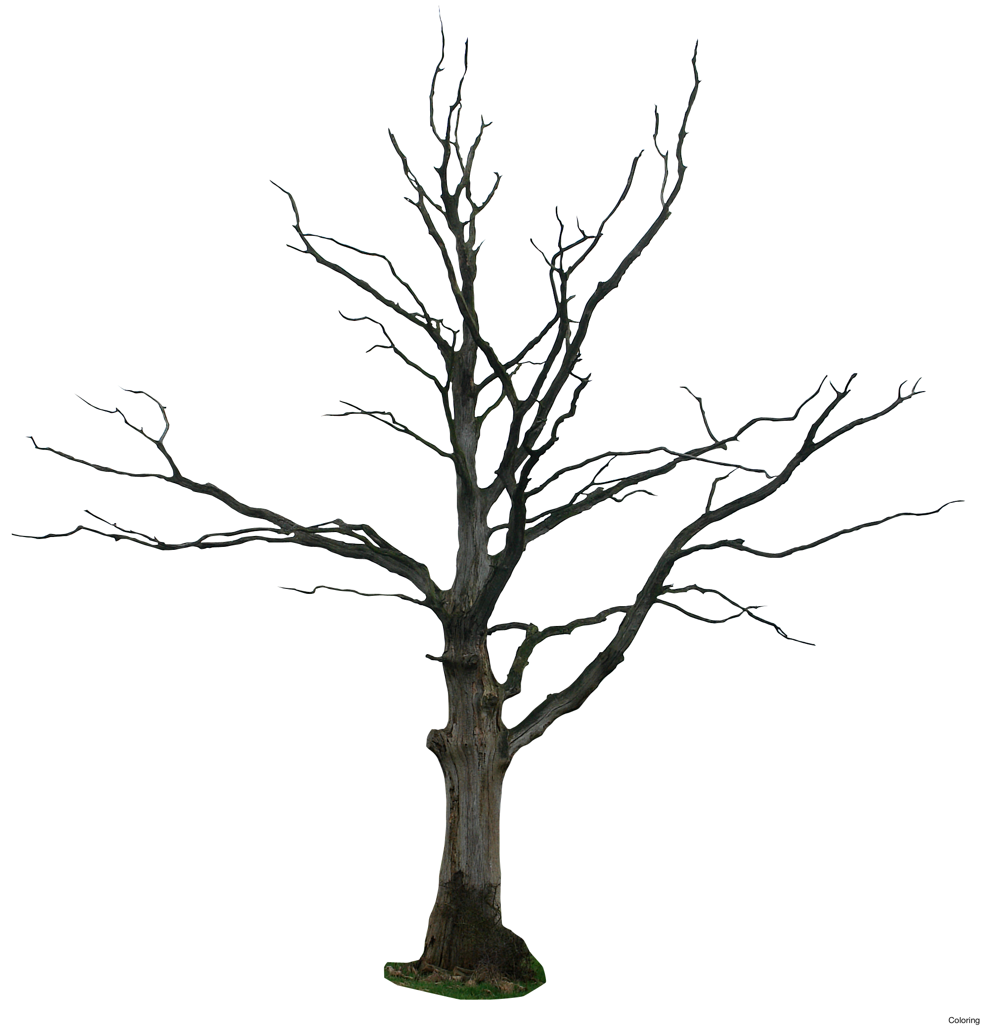 1992x2079 Dead Tree Drawing Trees Drawings Clipart Best How To Draw