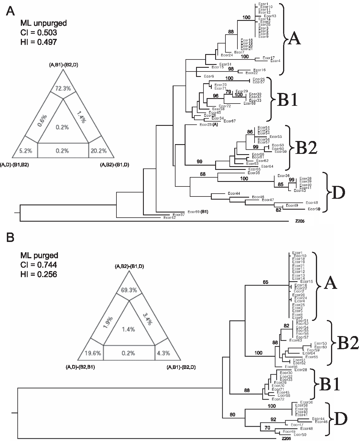 1258x1542 Escherichia Coli