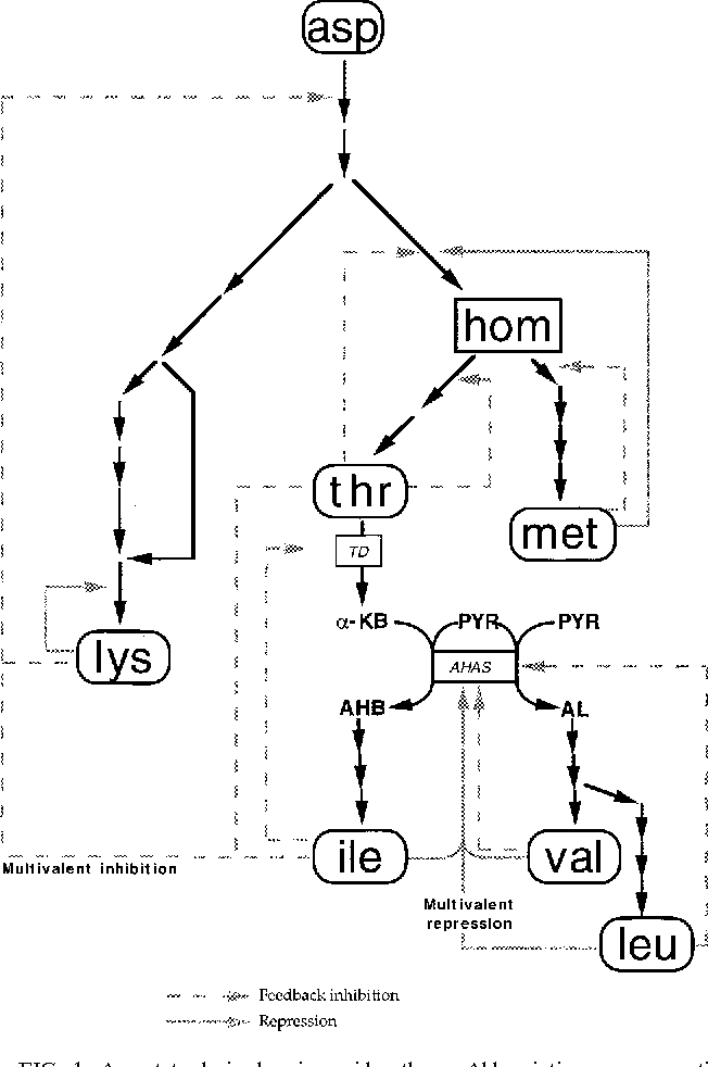 652x982 Expression Of The Escherichia Coli Catabolic Threonine Dehydratase