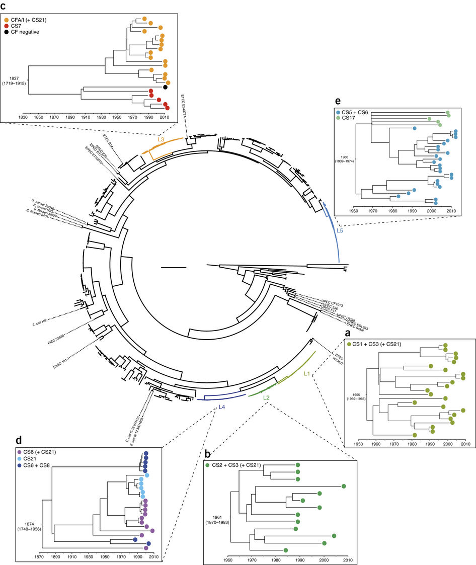 946x1123 Most Common Recent Ancestors Of The Five Major Lineages L1 L5