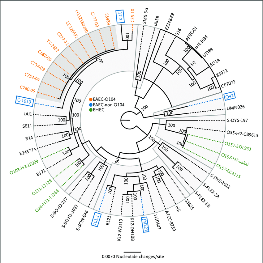 850x851 Phylogenetic Comparisons Of 53 Escherichia Coli And Shigella