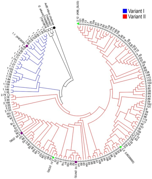 512x603 Phylogenetic Tree Of Ssle From A Panel Of E. Coli Isola Open I