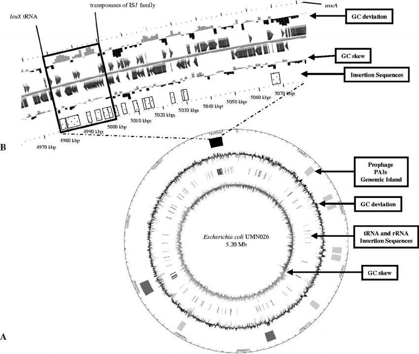 E Coli Drawing at GetDrawings | Free download