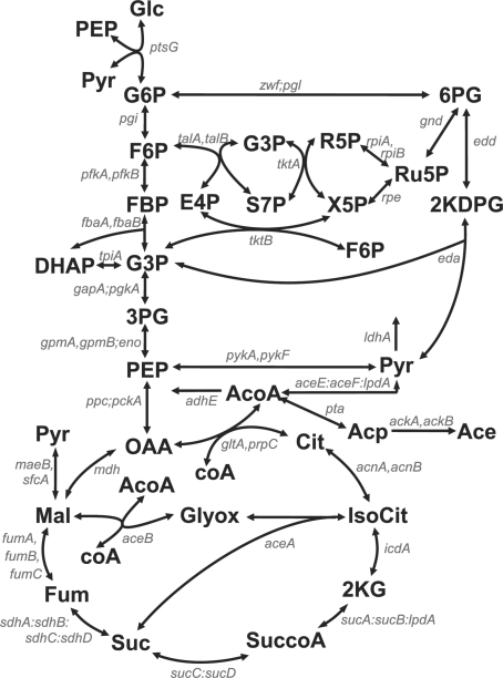 454x612 Scheme Of E.coli Central Carbon Metabolism. This Map, S Open I