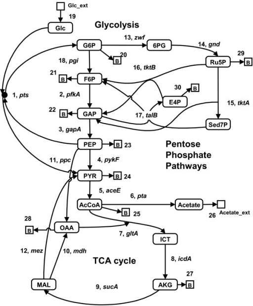 512x619 A Schematic Diagram Of Central Metabolism For E. Coli. Open I