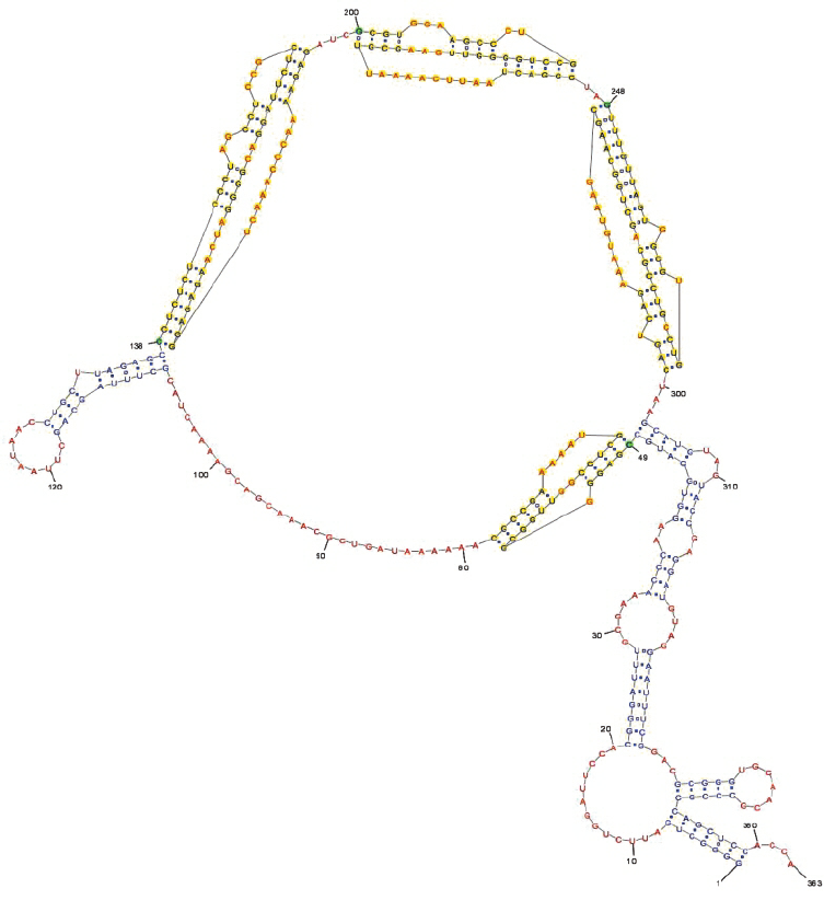 753x822 Structure Of E. Coli Tmrna With 4 Pseudoknots. 3 Pseudoknots