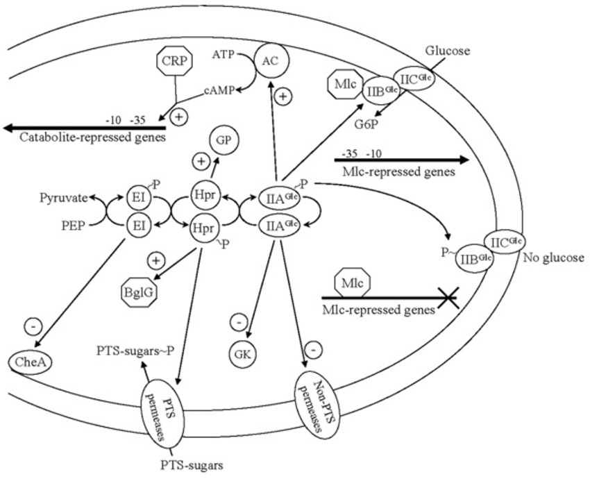 850x693 Catabolic Repression Mechanisms In Escherichia Coli.