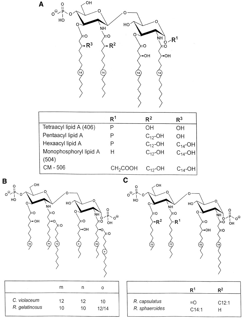 820x1080 Structures. (A) Schematic Chemical Structures Of E. Coli Type