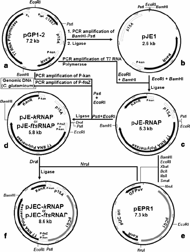 624x828 Construction Of Plasmids With T7 Rna Polymerase Gene For E. Coli