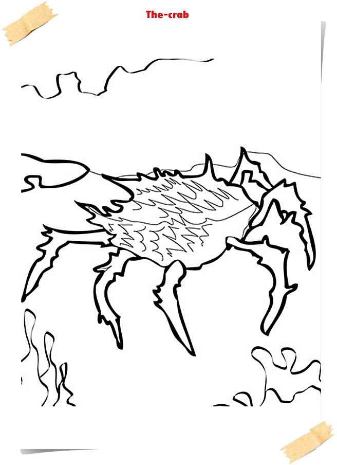 656x904 Sea Animals Coloring Pages E Book