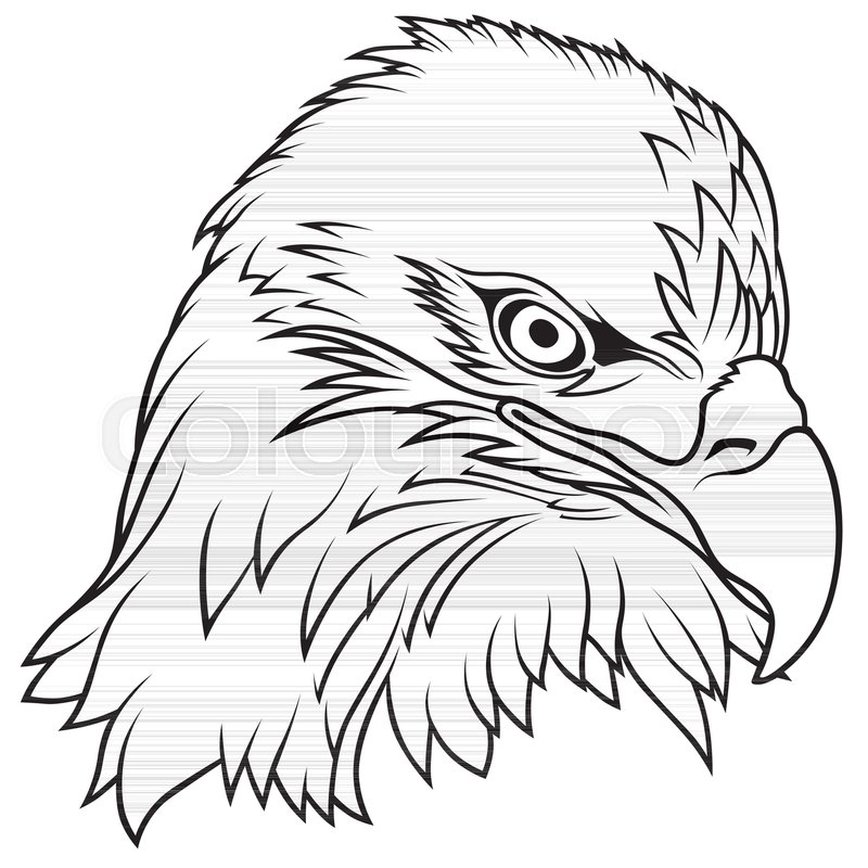 800x800 Bald Eagle Head