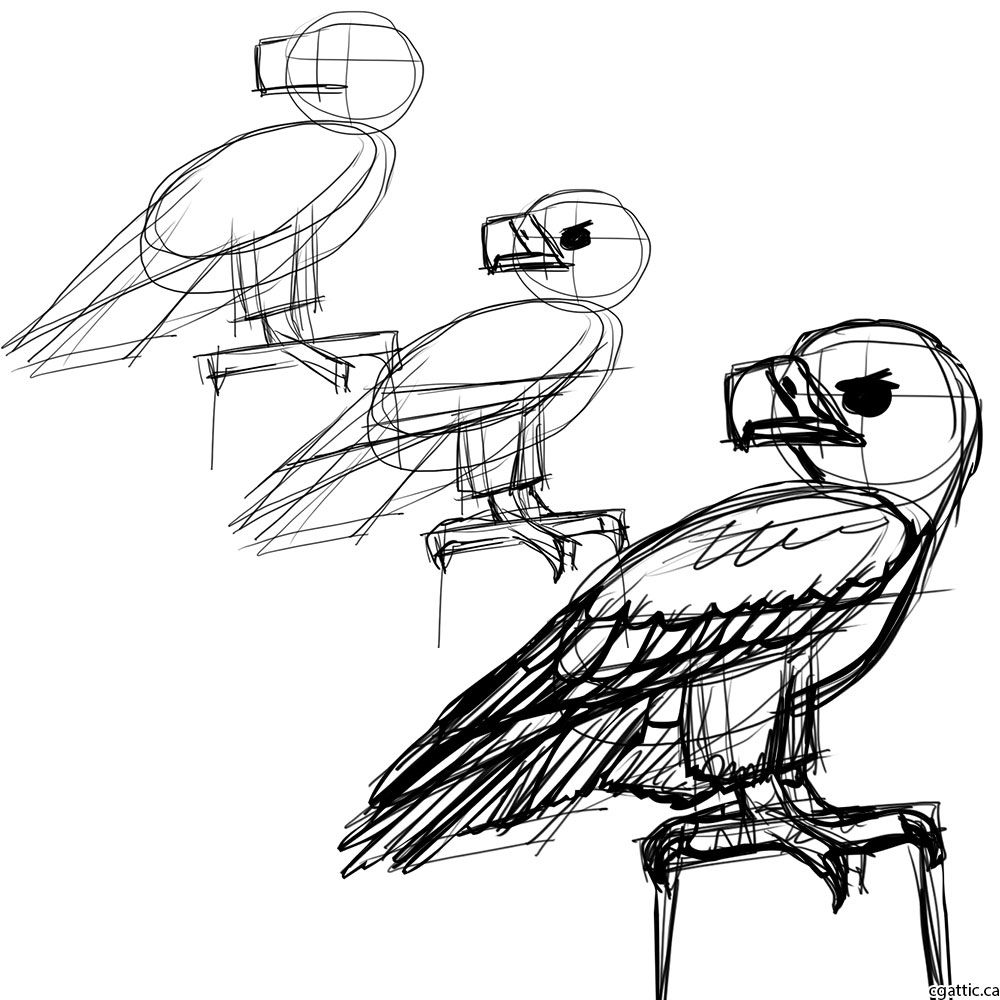 1000x1000 Eagle Cartoon Drawing In 4 Steps With Photoshop