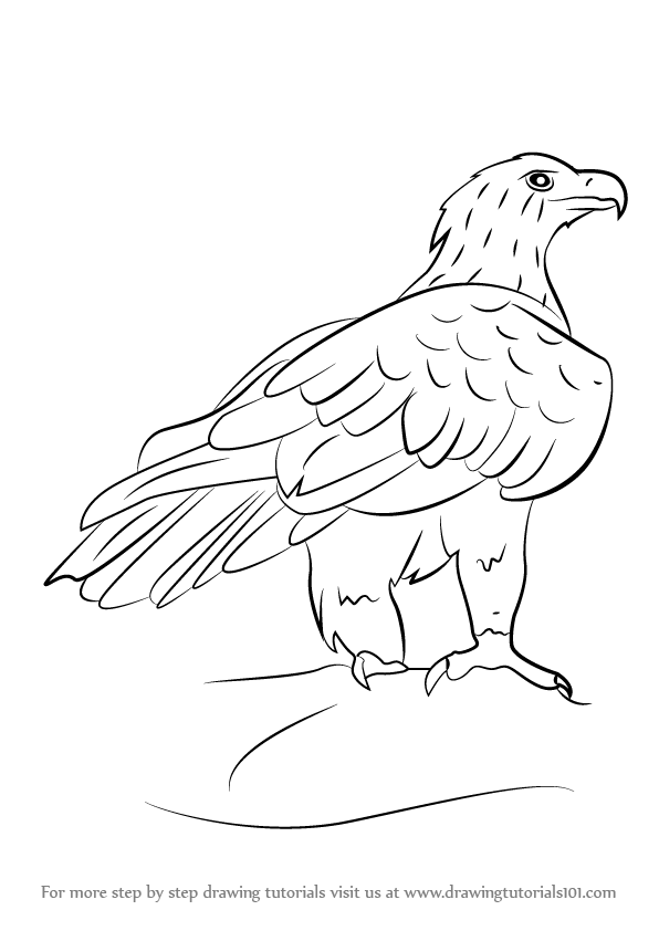 596x842 Learn How To Draw A Wedge Tailed Eagle (Bird Of Prey) Step By Step