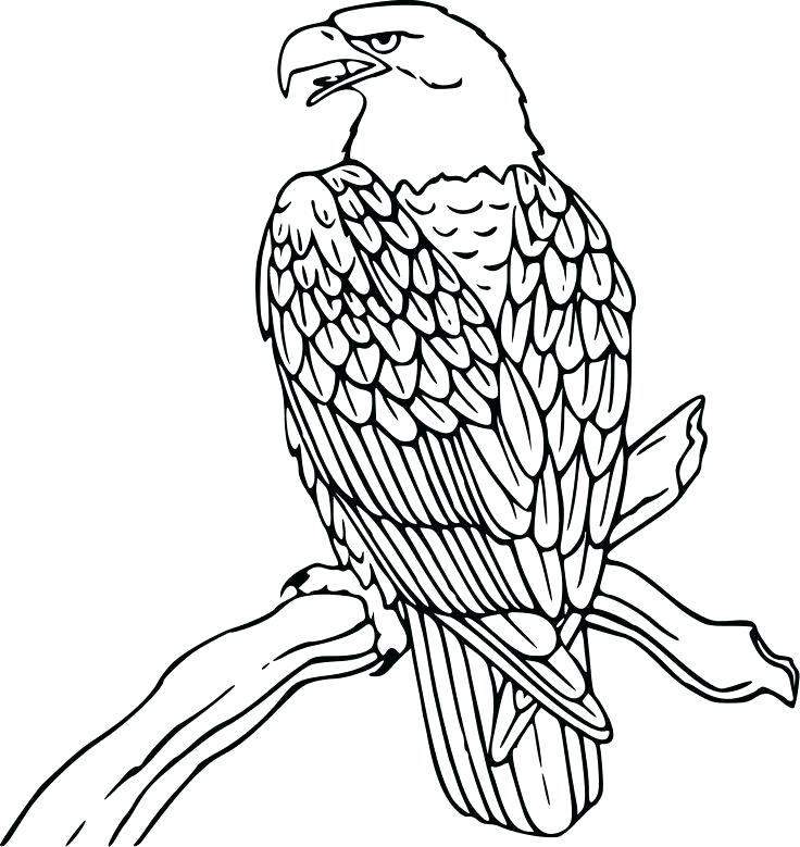 736x779 Beautiful Eagle Coloring Page Online Best Pages Images On Books