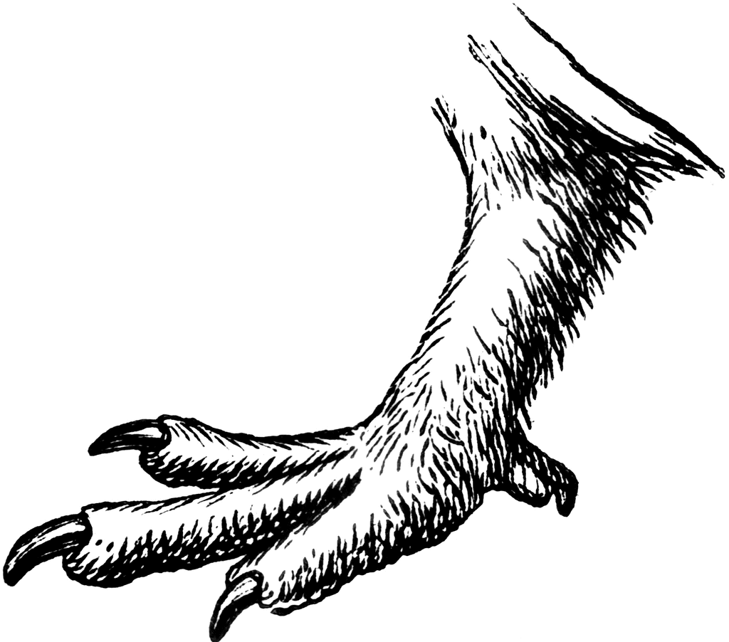 1024x902 Eagle Claw Clipart