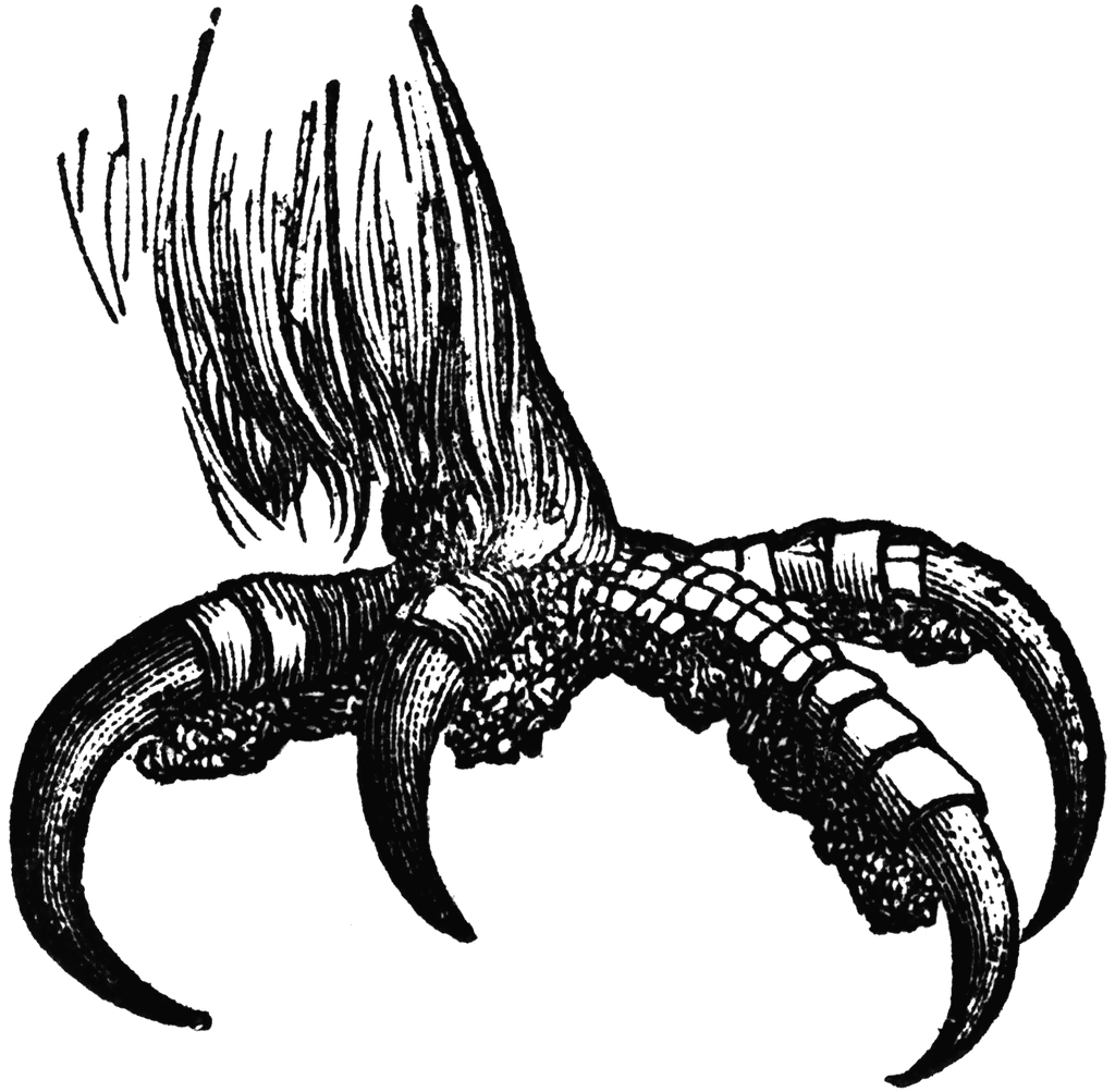 1024x1003 How To Draw Eagle Claws Step By Step Easy Video Beginner