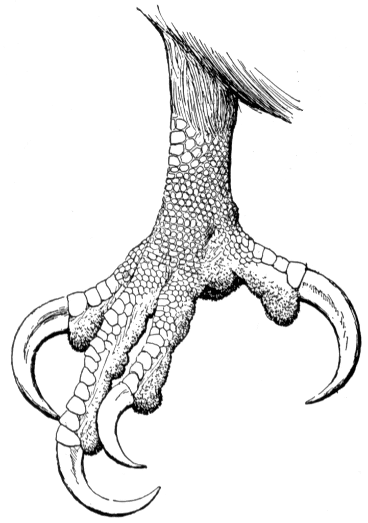 721x1024 Claw Of A Bald Eagle Clipart Etc