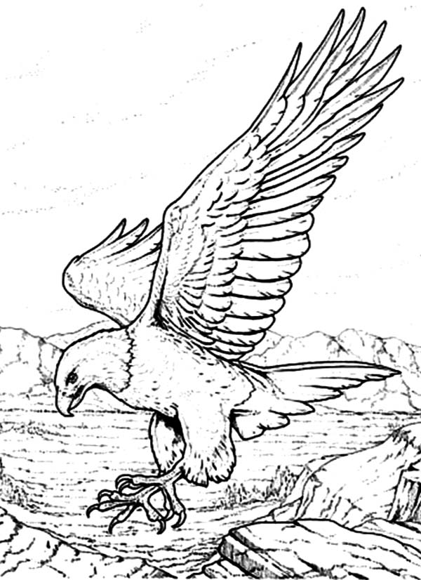 600x826 Bald Eagle With Sharp Claws Coloring Page