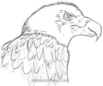 343x285 Powerful Eagle Pencil Drawings