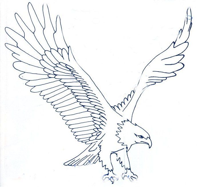 688x656 Sketches Of Eagle Best 25 Eagle Sketch Ideas On Eagle