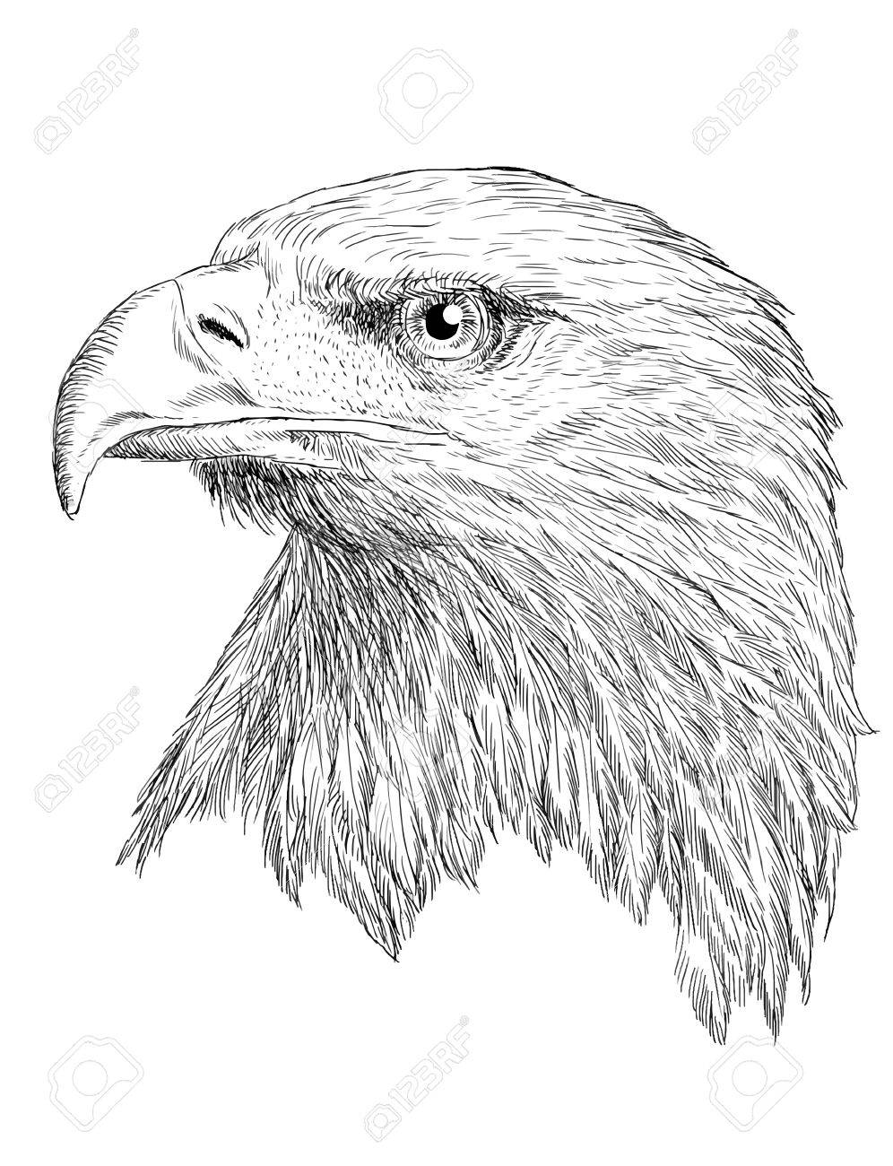 996x1300 Bale Eagle Head Hand Draw Monochrome On White Background Royalty