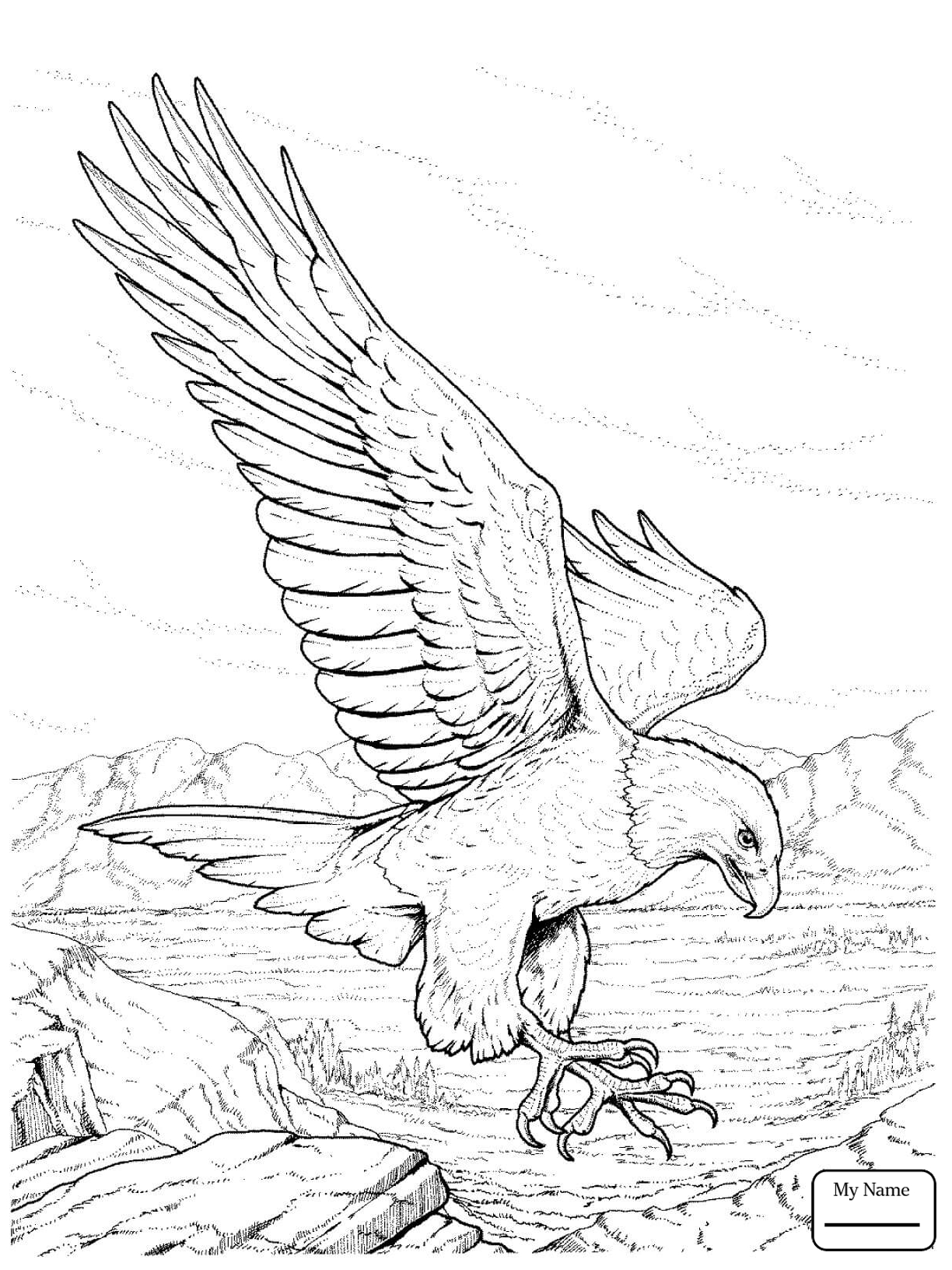 1224x1632 Coloring Pages For Kids Cartoon Bald Eagle Eagle Birds