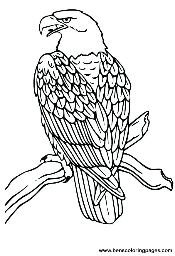 596x873 Eagle Color Sheet Bald Eagle Coloring Pages For Kids Printable