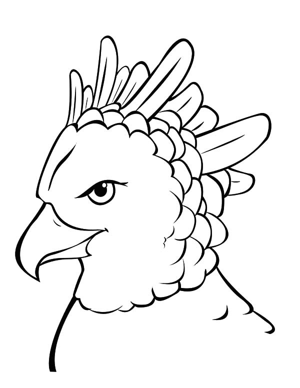 600x776 Harpy Eagle Drawing For Kids