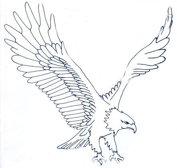 564x537 Image Result For Eagle Drawings Eagles Eagle