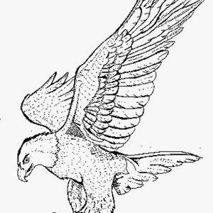 300x300 Kids Drawing Of An Eagle Coloring Page Coloring Sun