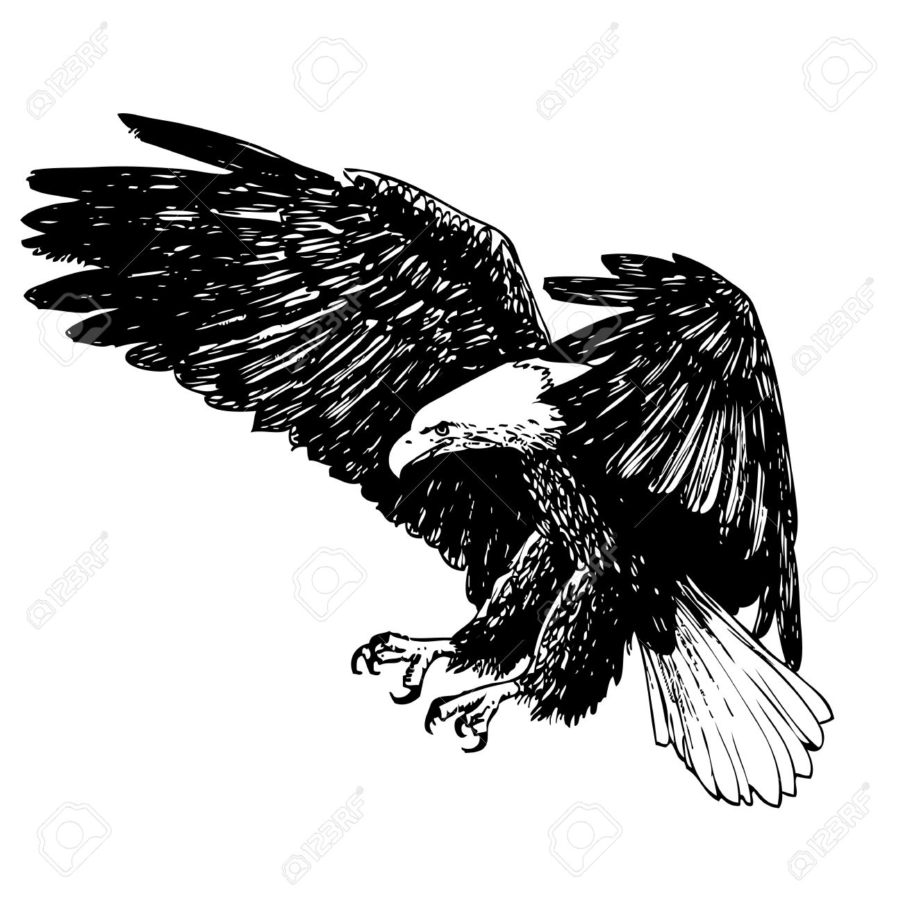 1300x1300 Photos Hand Drawn Eagle,