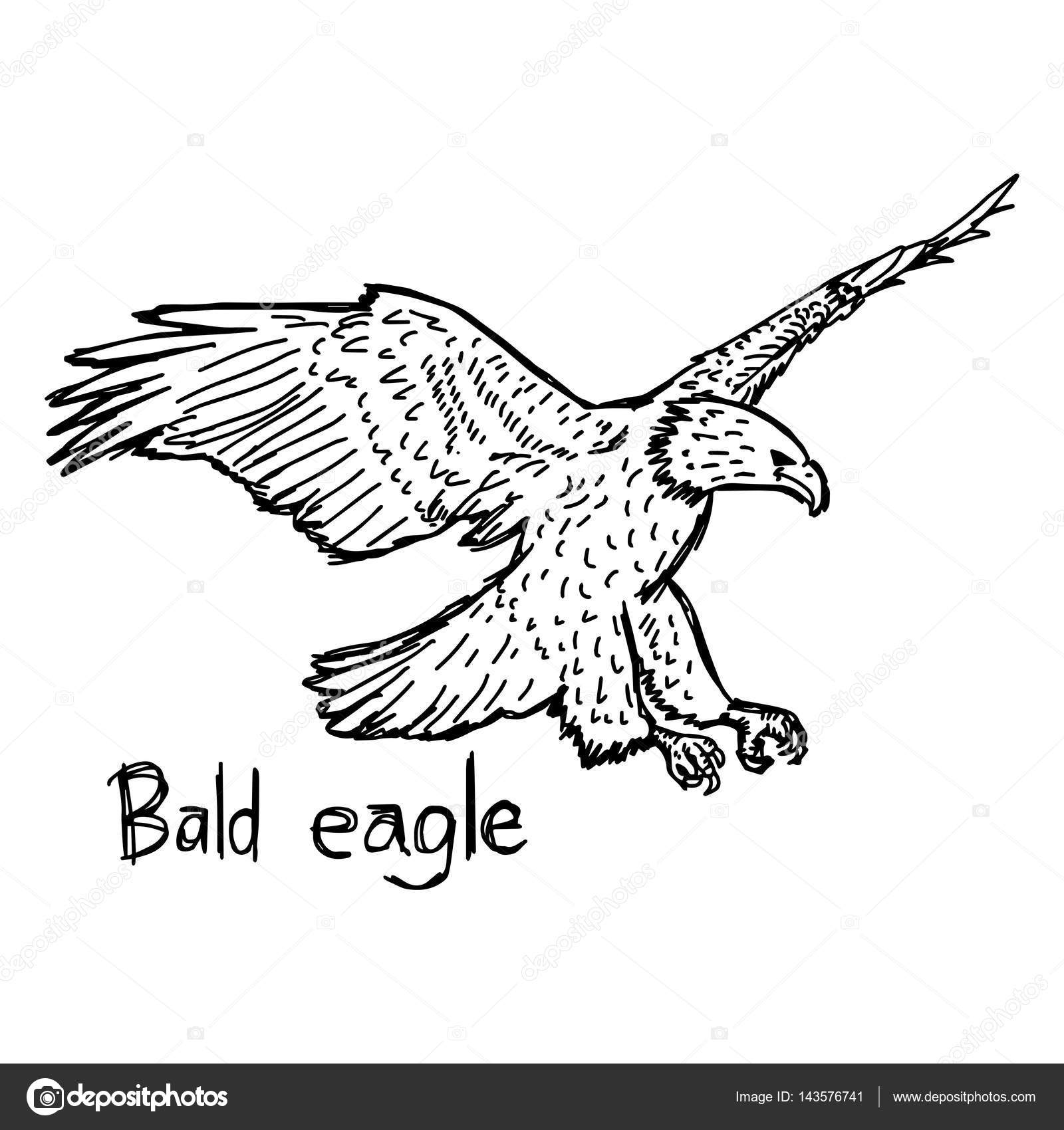 1600x1700 Bald Eagle