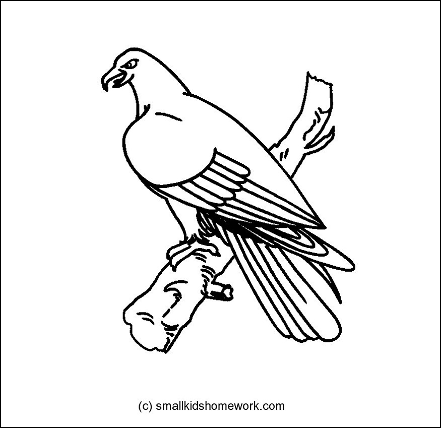 875x849 Eagle Bird Outline And Coloring Picture With Interesting Facts