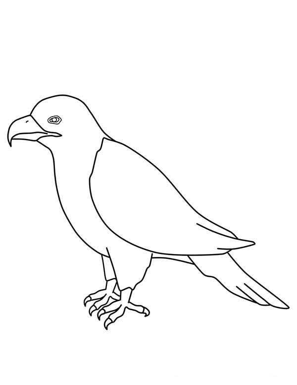 600x776 Eagle Outline Coloring Page Coloring Sun