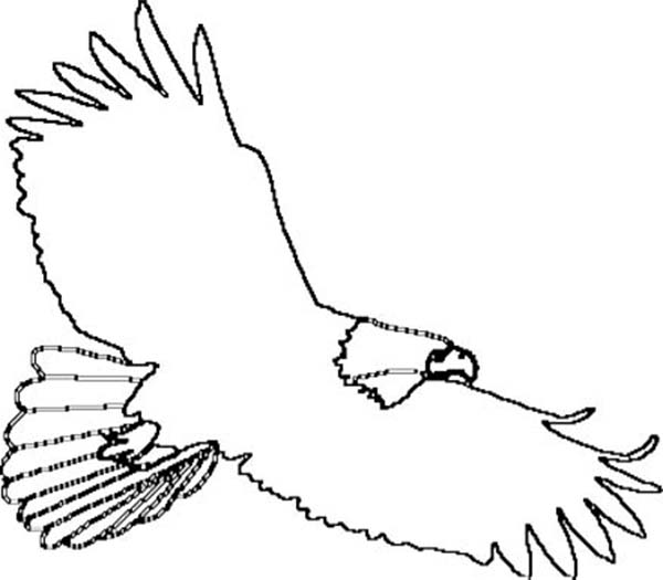 600x525 Bald Eagle Outline Coloring Page