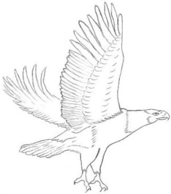 572x651 36 Best Eagle Color Sketches Images On Sketches