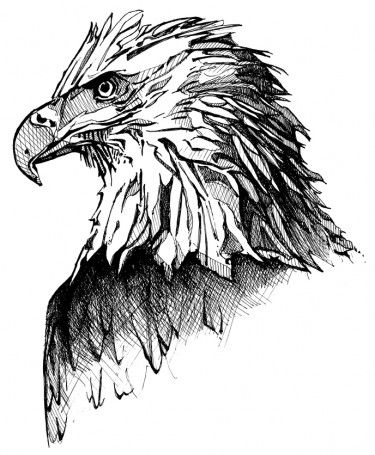 375x455 44 Best Eagle Head Tattoo Drawings Images On Eagle