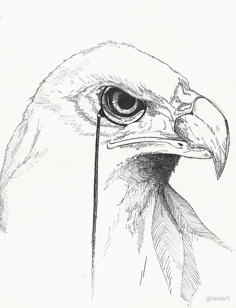 Eagle Eye Drawing at GetDrawings | Free download