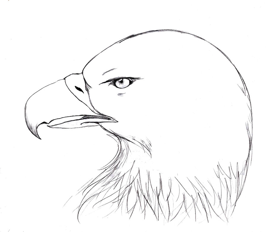 Eagle Eye Drawing at GetDrawings | Free download