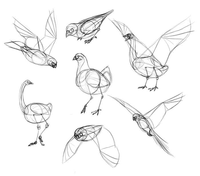 700x614 How To Draw Birds Step By Step Instructions