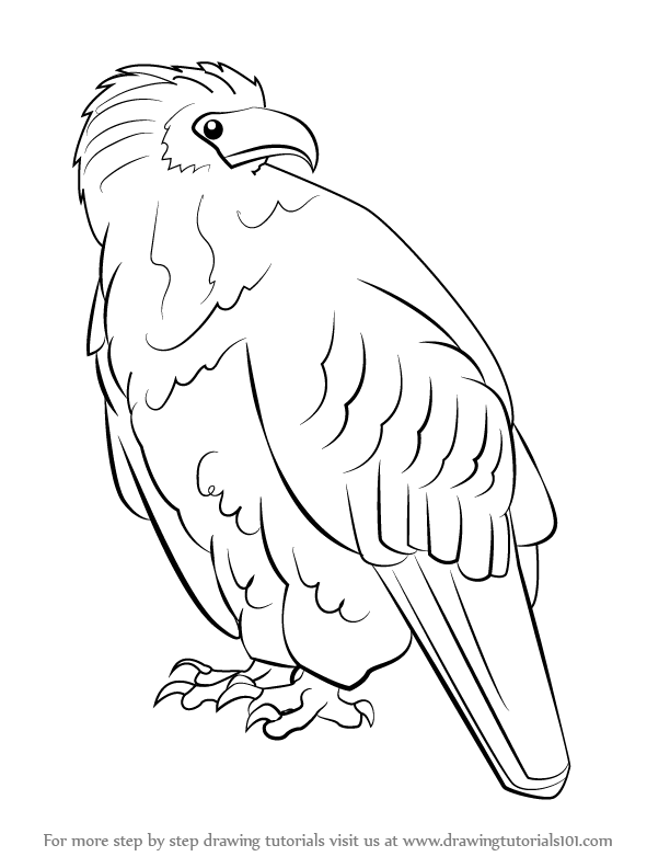 612x792 Learn How To Draw An African Fish Eagle (Birds) Step By Step