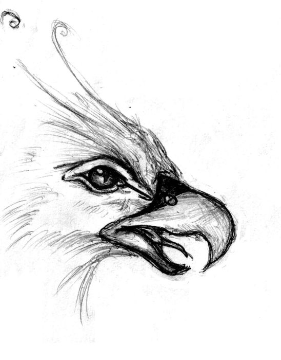 548x700 Love The Eyes, Beak Is Too Similar To An Eagle Or Some Other